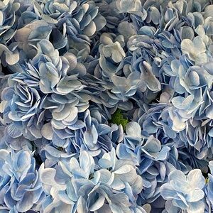 Meet your Posher, Paige